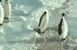 IMG_6645.gif
