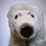 Nanook